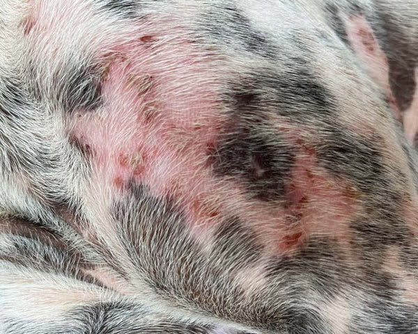 Close-up of dog skin showing irritation and inflammation from poor nutrition